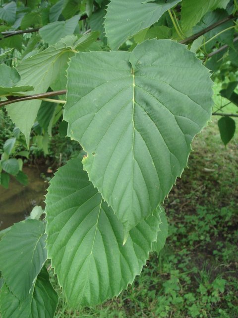Davidia involucrata feuille